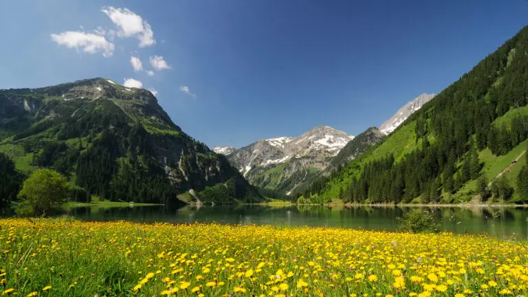 Blumenwiese am See